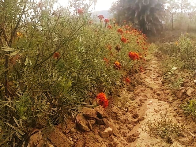 marigold flower shriveled