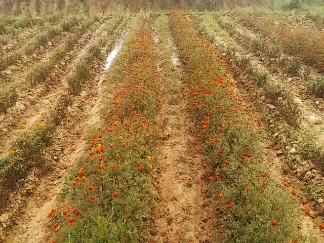 Desolate fields