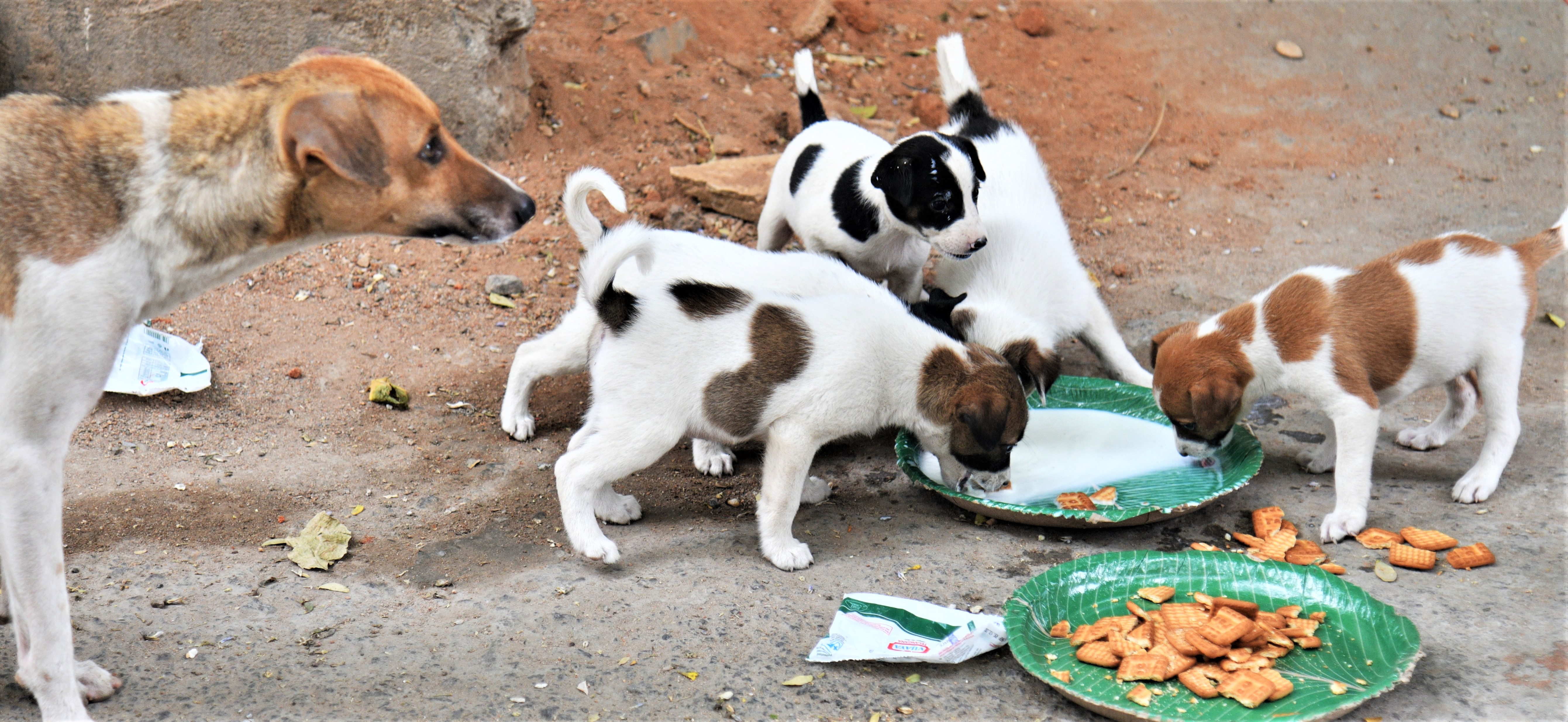 The young man who fed the puppies