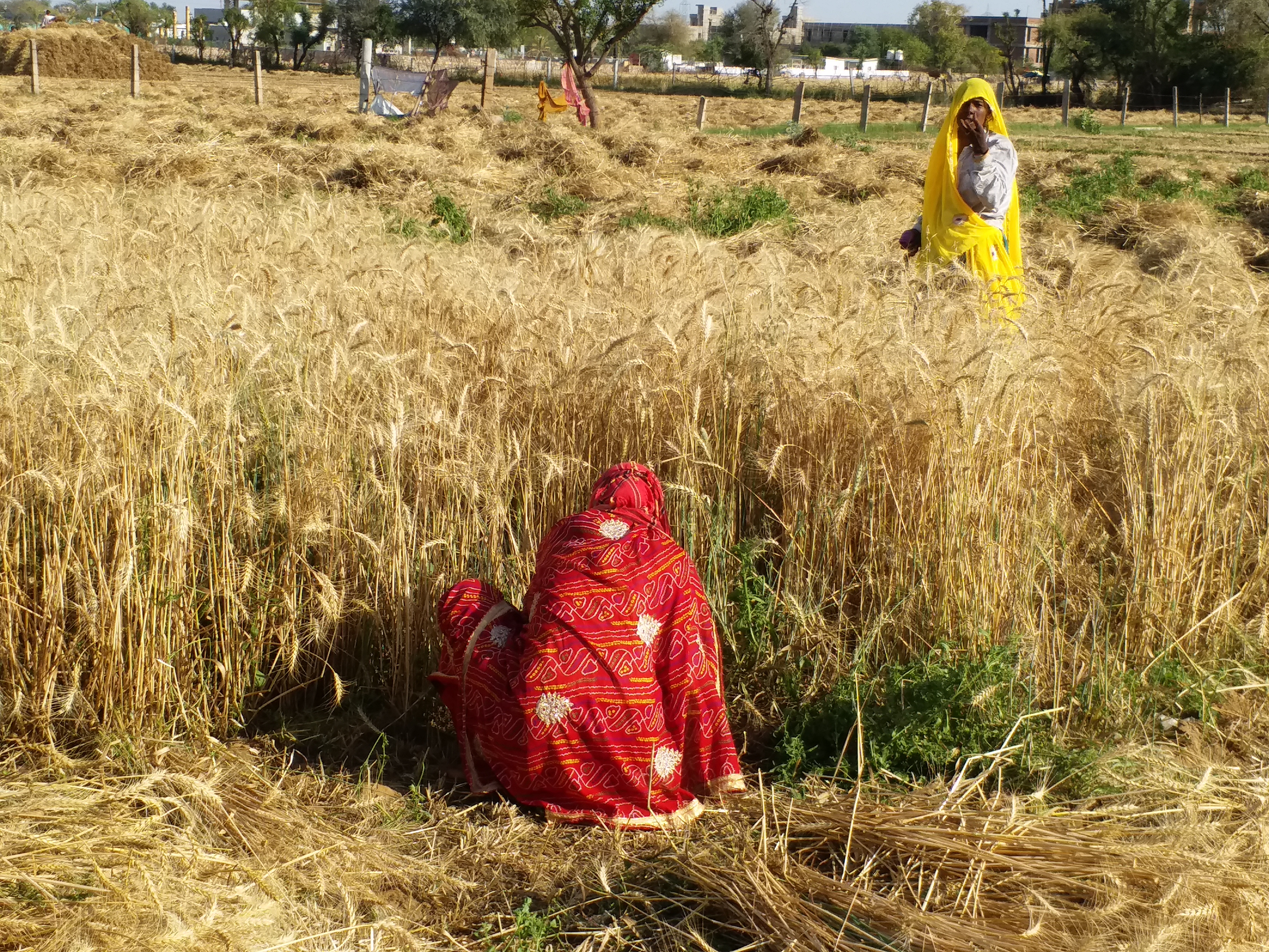 farmers bad condition, किसानों की बुरी स्थिति, दिहाड़ी मजदूरों की खबर, Daily wage labours new