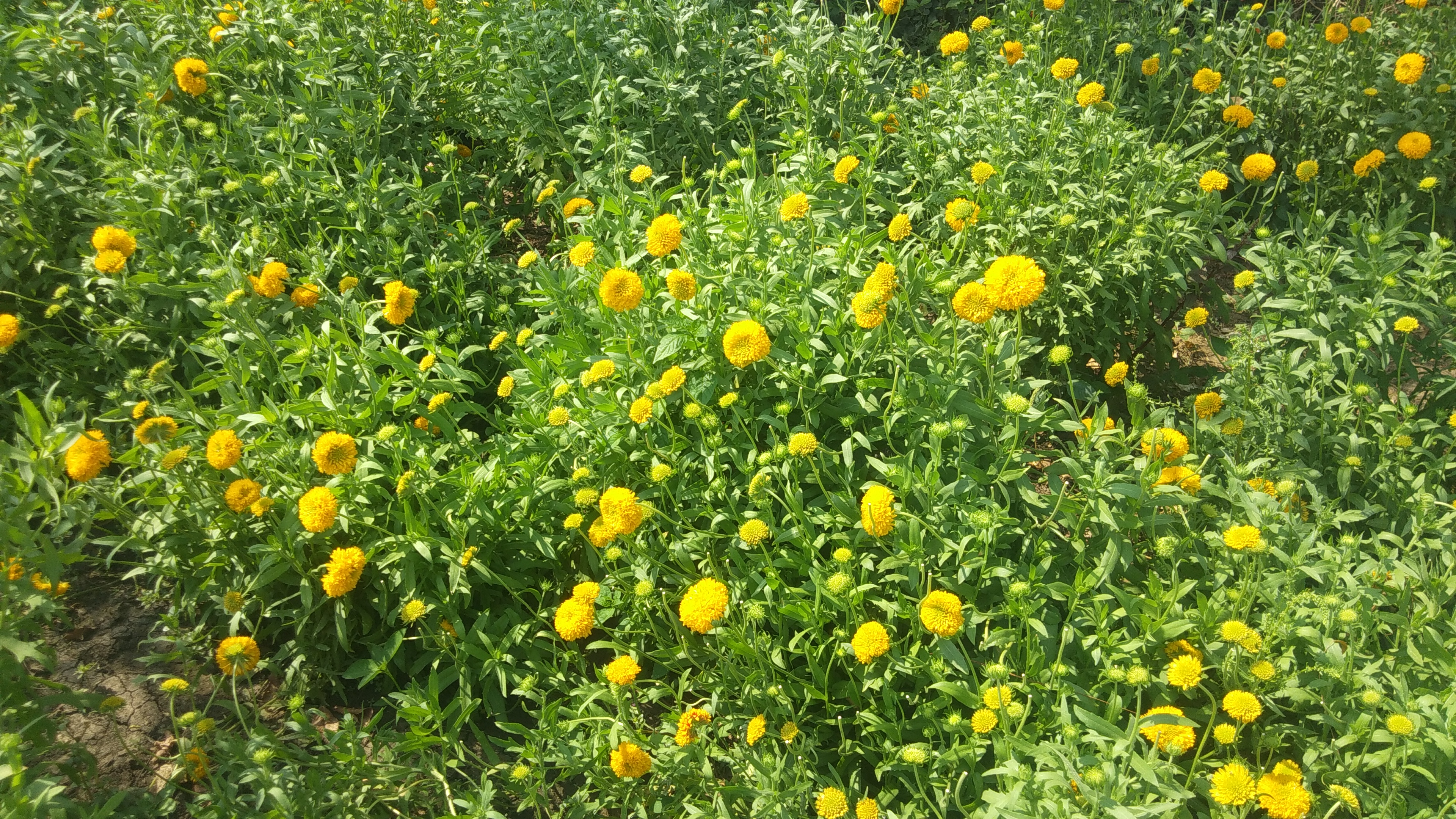 Flower trade stalled due to lockdown in Jabalpur