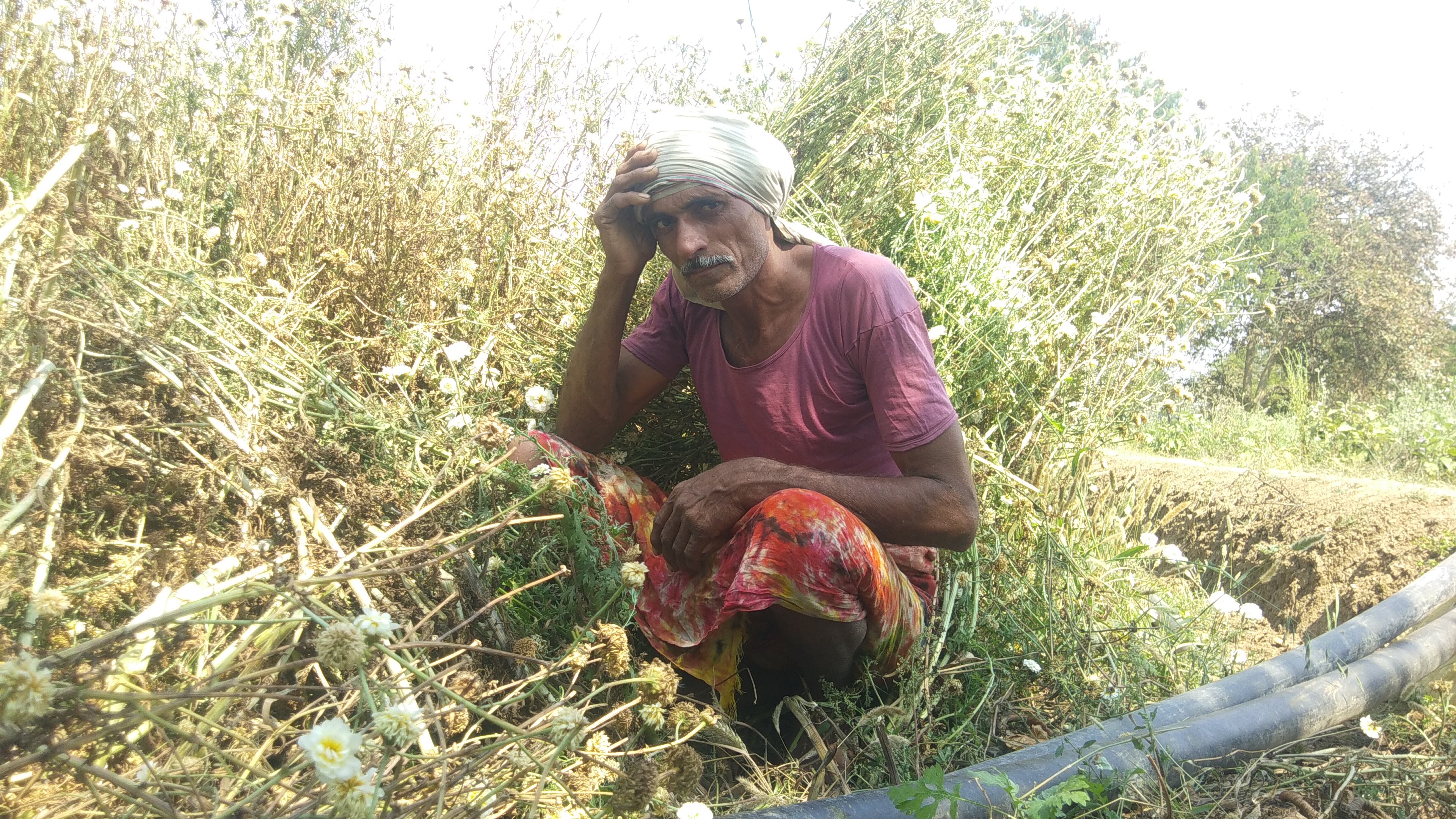 Flower trade stalled due to lockdown in Jabalpur