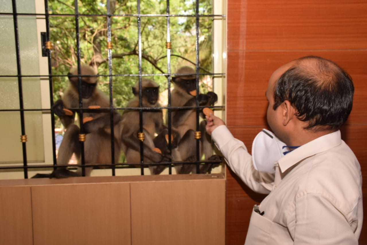 Monkeys struggling for food