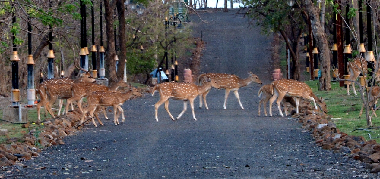 Deer and peacocks on the streets of Jabalpu