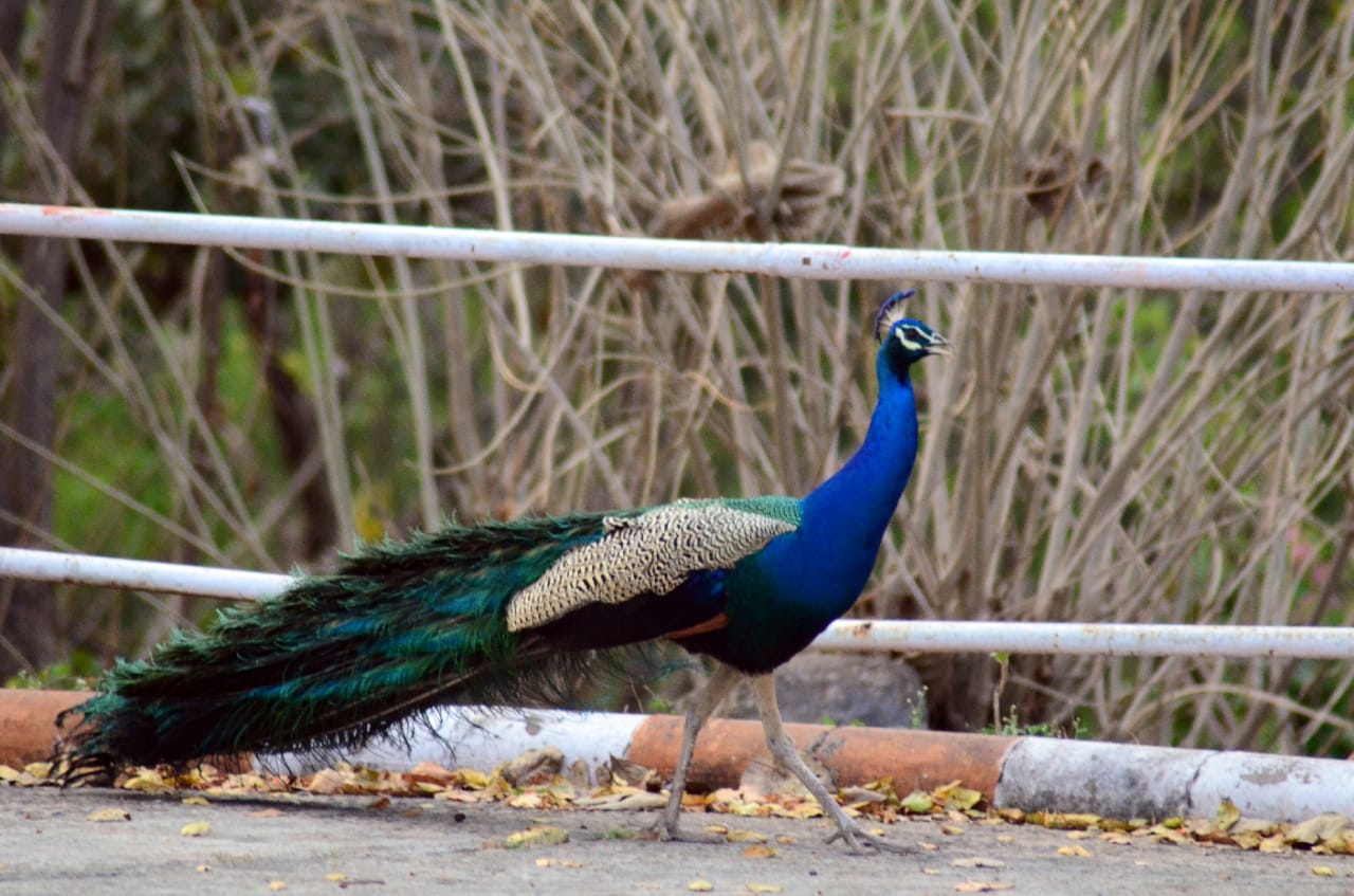 Deer and peacocks on the streets of Jabalpu