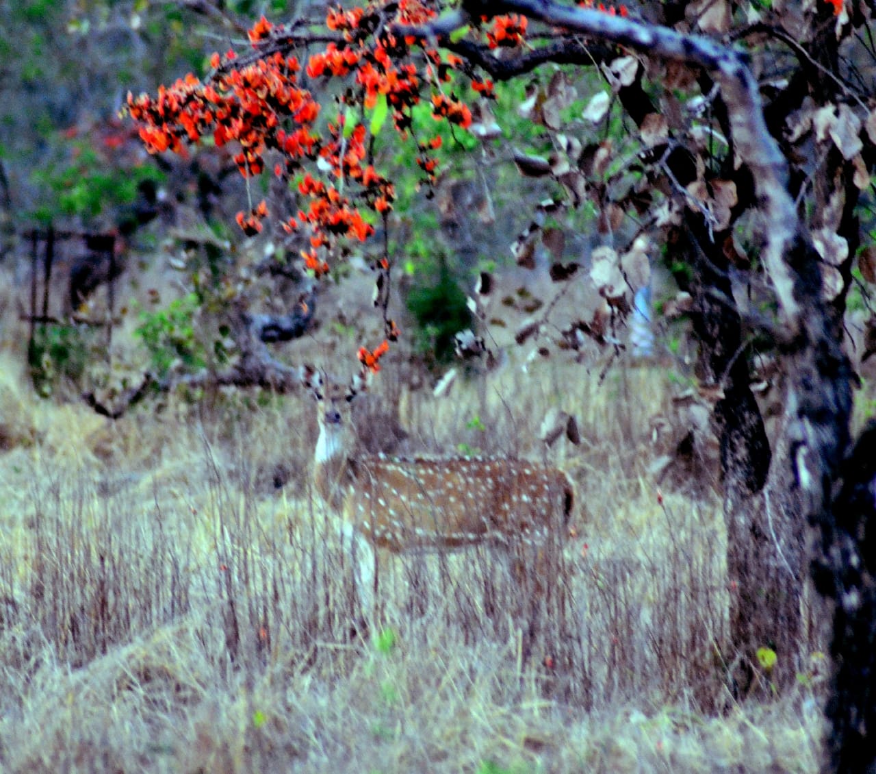 Deer and peacocks on the streets of Jabalpu