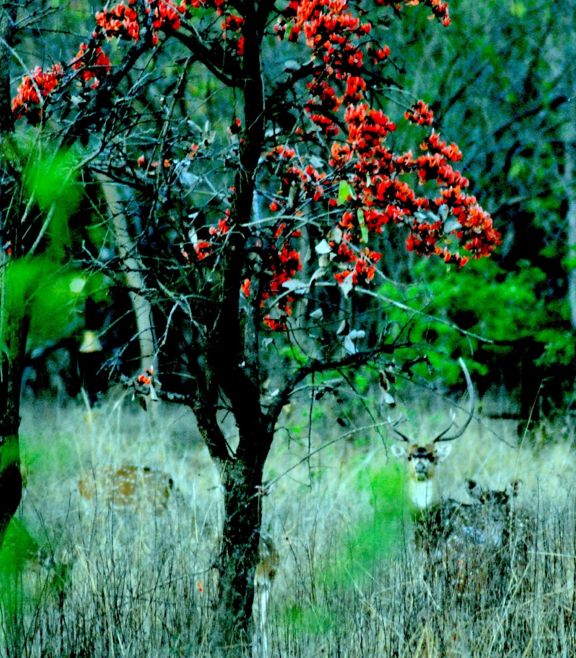 Deer and peacocks on the streets of Jabalpu