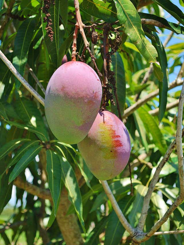 corona-effect-on-fishing-fruit-vendors-farmer