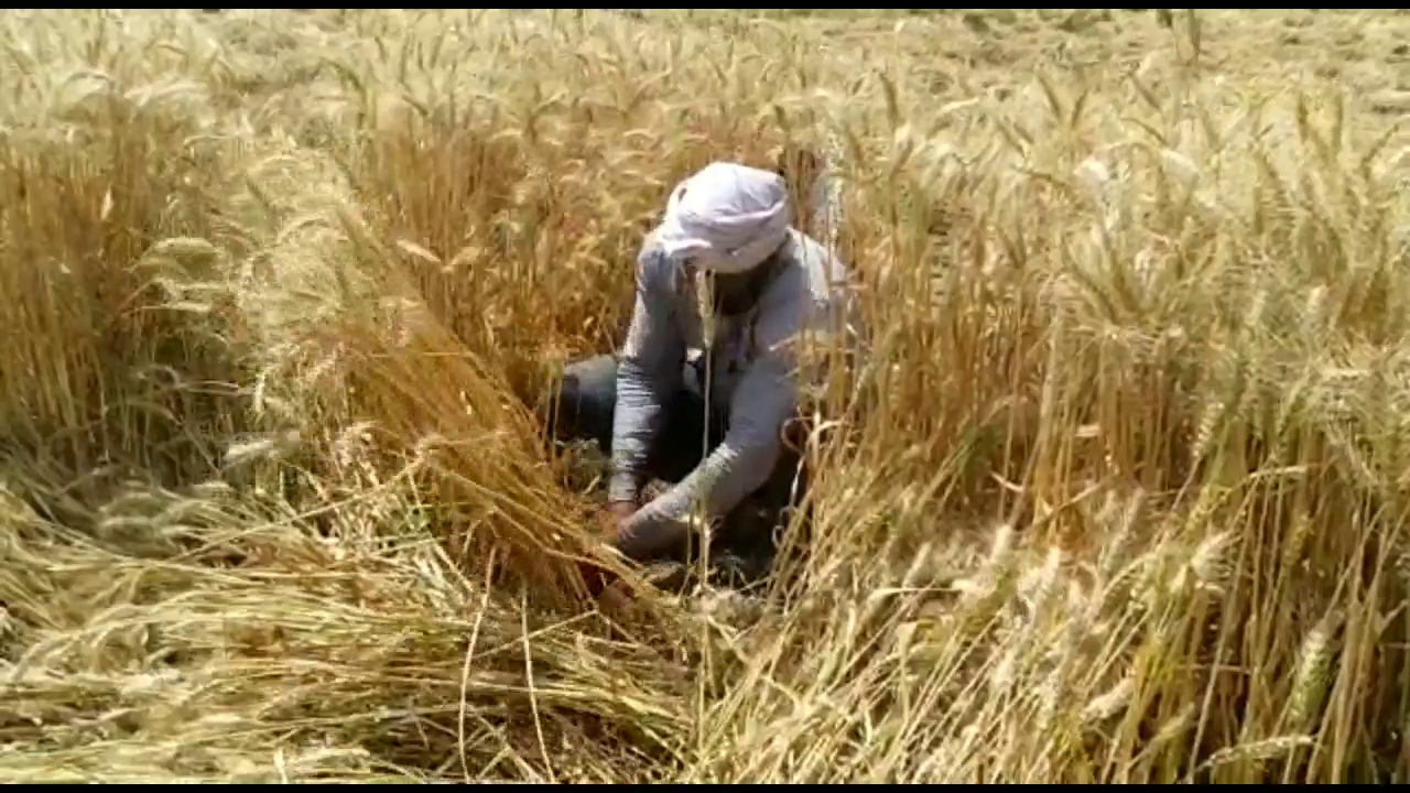 haryana government purchase center arrangement in wheat harvesting crises