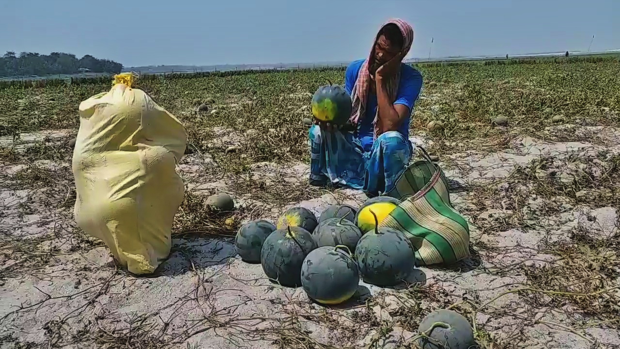 lock down effects rabi crops harvest