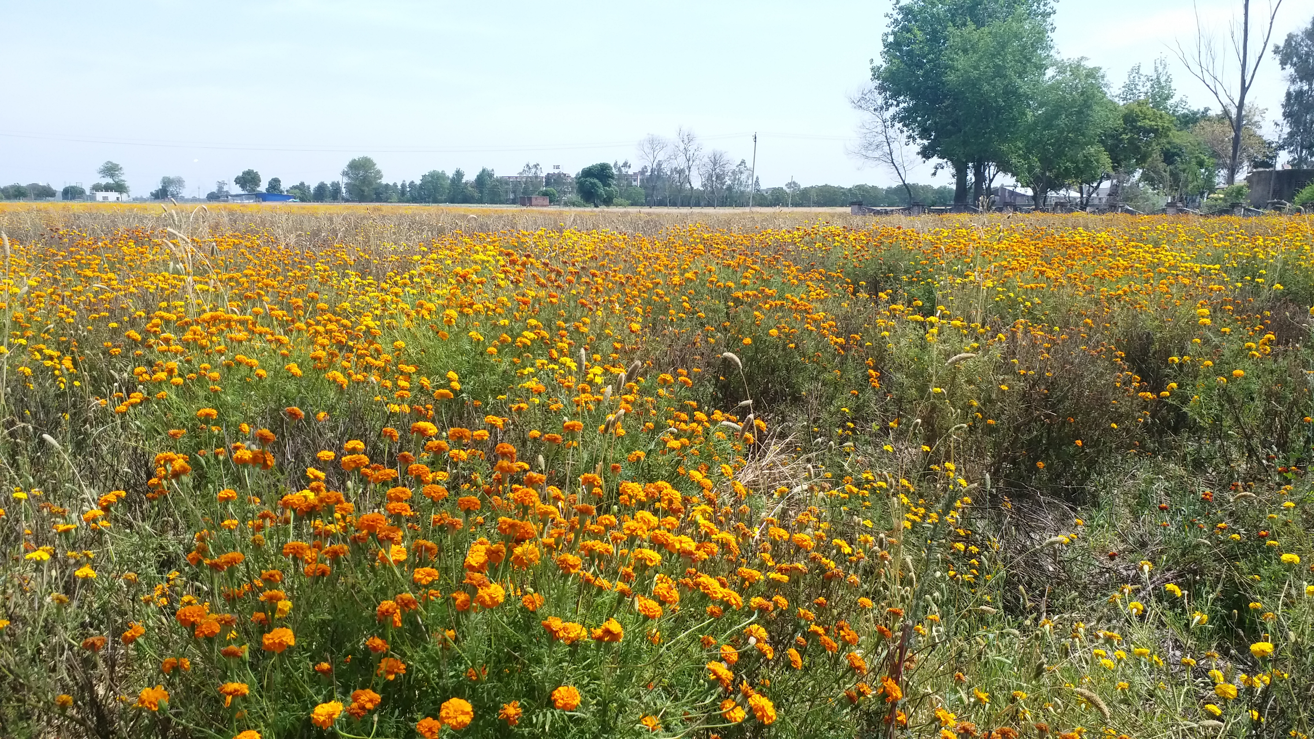 haryana flower farmers in loss of crore in last 15 days