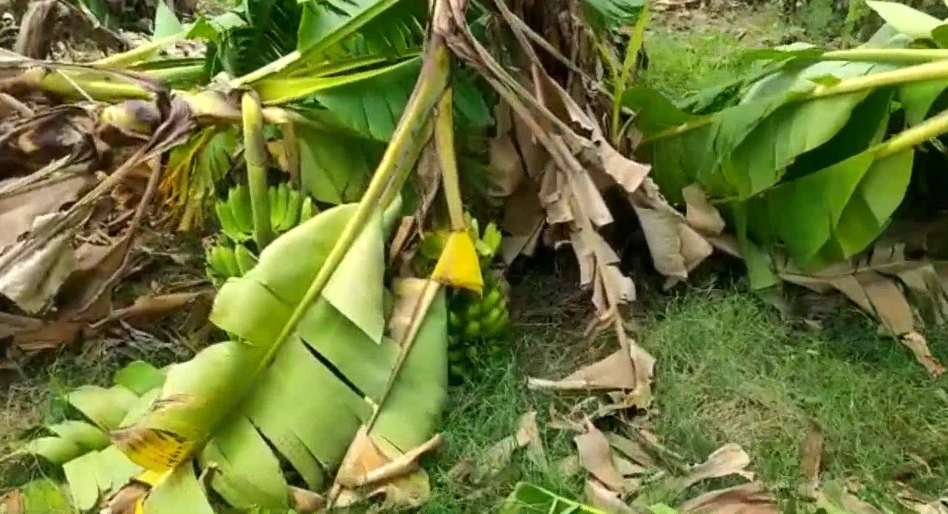 banyan farmer loses severely due to sudden rains in nellore district