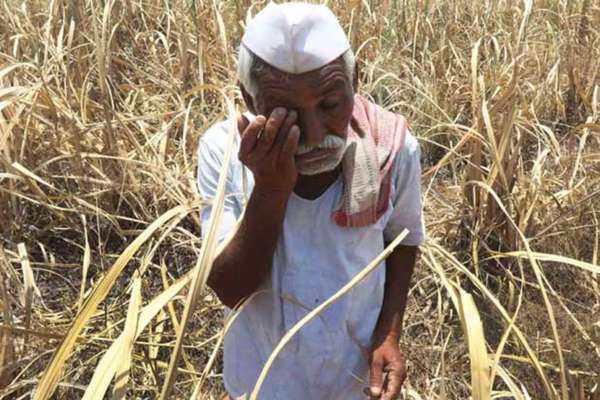 ETV Bharat Special Corona and Lockdown Impact on Agricultural Sector in Maharashtra