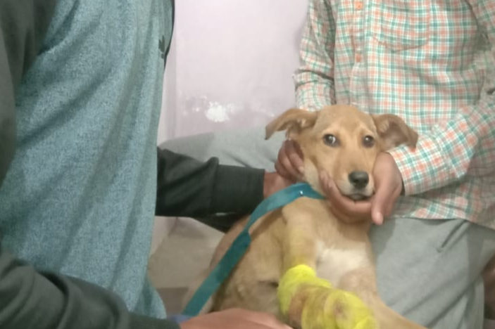 youth saved life of injured dog in curfew