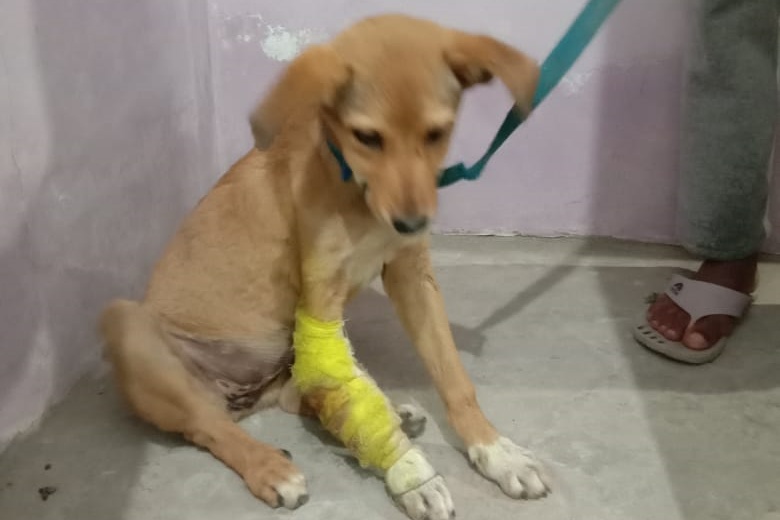 youth saved life of injured dog in curfew