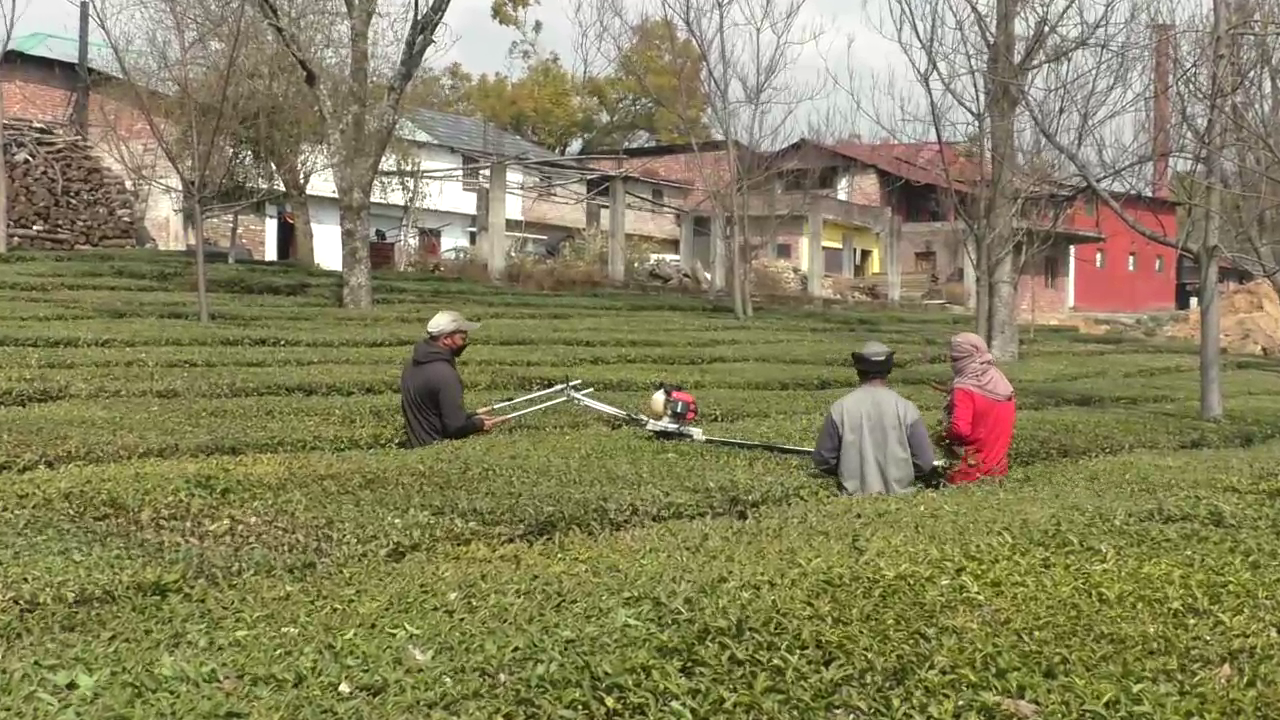 KANGRA TEA PRODUCTION EFFECTED DUE TO CORONAVIRUS