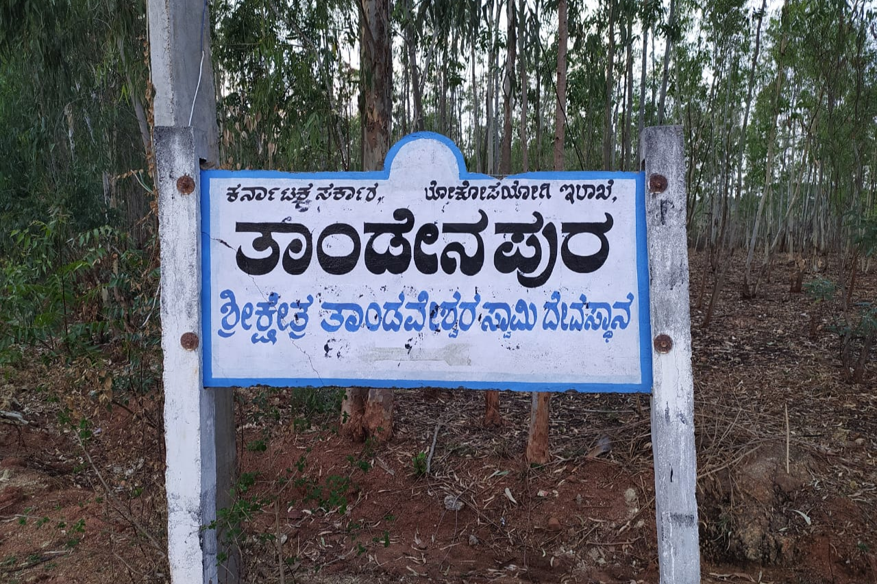 Leopard appearing in Tandenapura