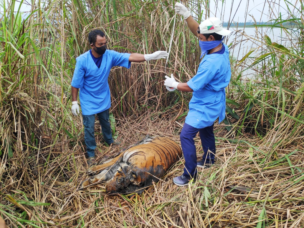 কাজিৰঙা ৰাষ্ট্ৰীয় উদ্যানত উদ্ধাৰ মৃত ঢেকীয়াপতীয়া বাঘ