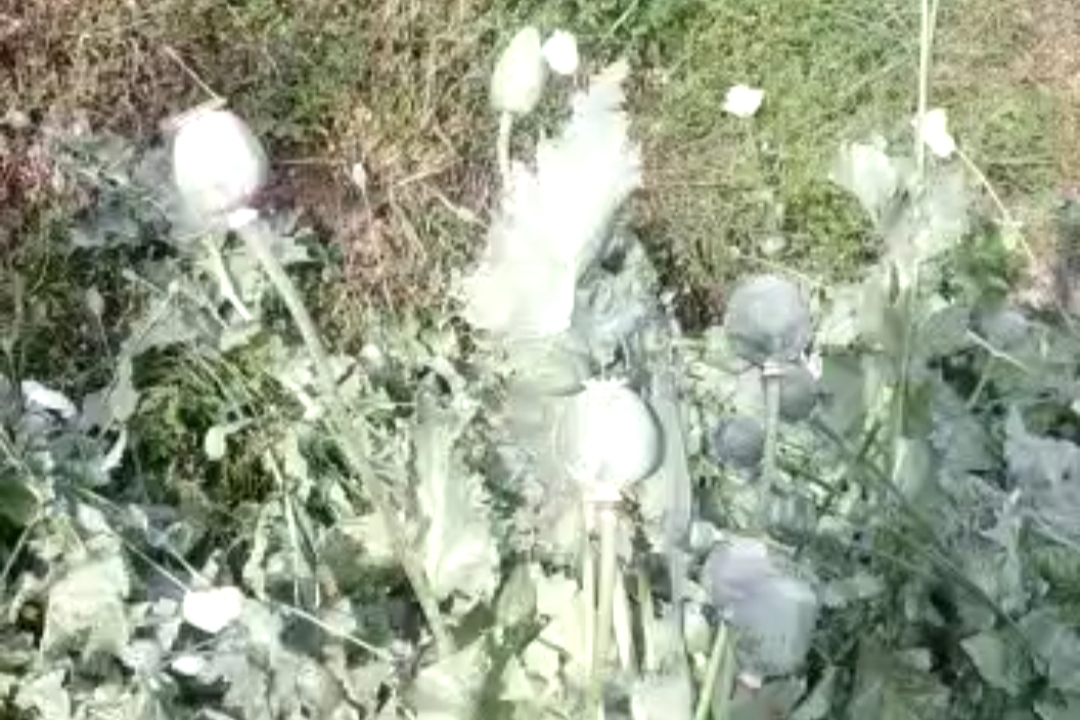 Poppy plant