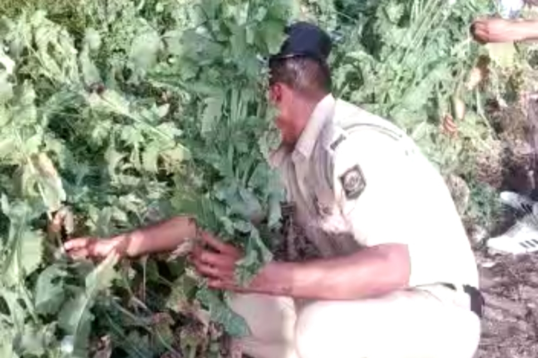 Police personnel extract opium plants