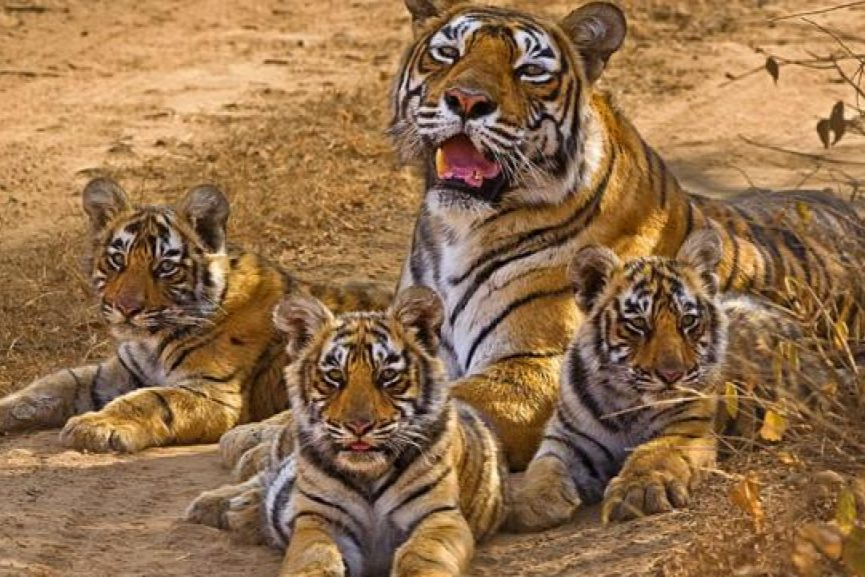 Celebration of Panna Tiger Reserve's successful 10-year celebrations postponed due to increased infection of Coronavirus and lockdown