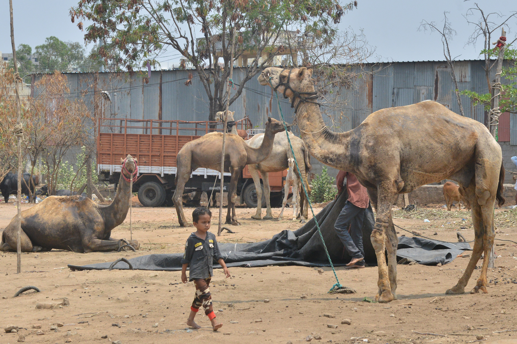 the-lifeblood-of-the-desert-in-lockdown-time in hyderabad