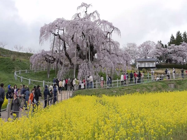 japan's 1000-year-old waterfall cherry tree attracts nature lovers