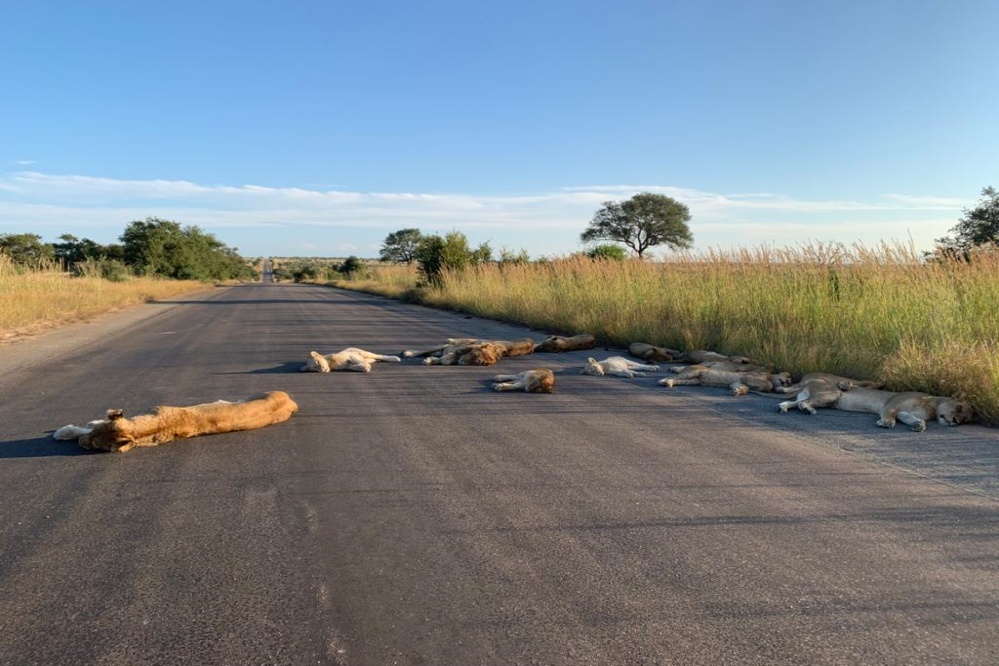 kruger-national-park-lions-came-on-roads-near-kempiana-contractual-park-south-africa