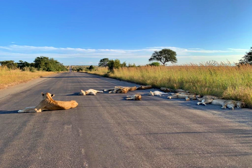 kruger-national-park-lions-came-on-roads-near-kempiana-contractual-park-south-africa