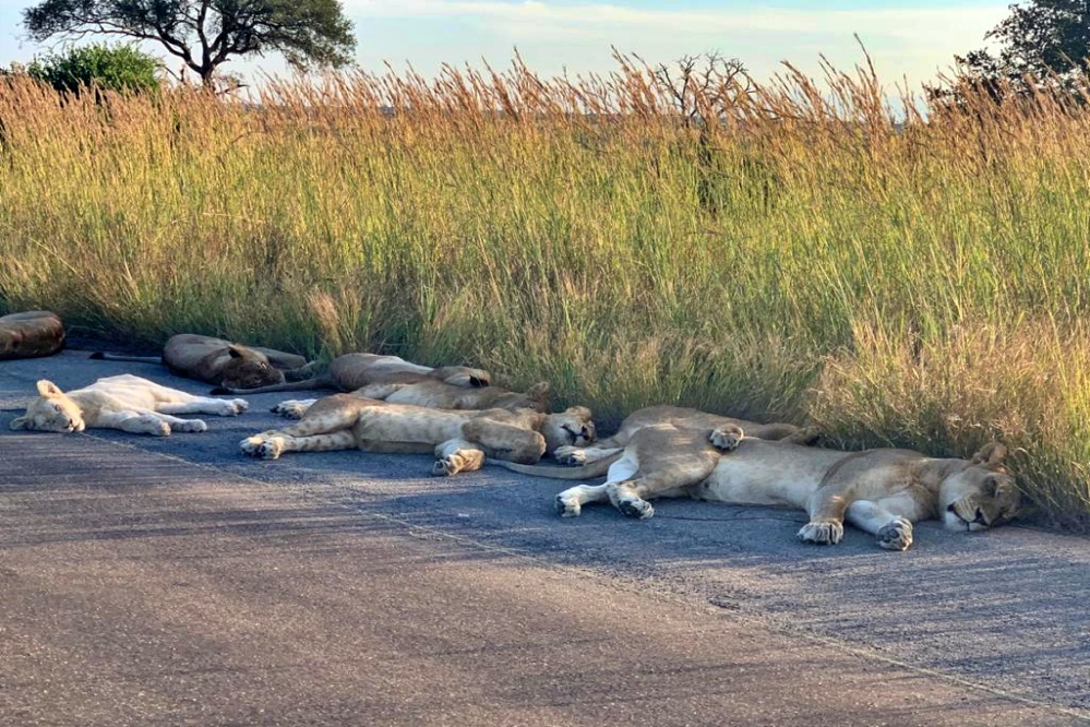 kruger-national-park-lions-came-on-roads-near-kempiana-contractual-park-south-africa