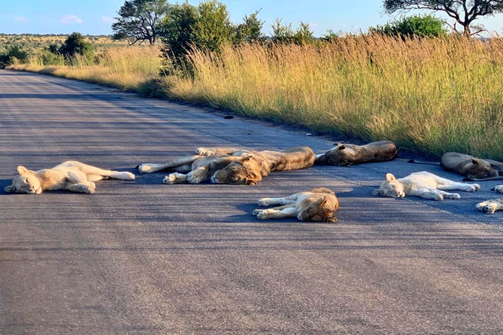 kruger-national-park-lions-came-on-roads-near-kempiana-contractual-park-south-africa