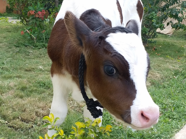 Baiyyappanahalli police save and caring a cow calf