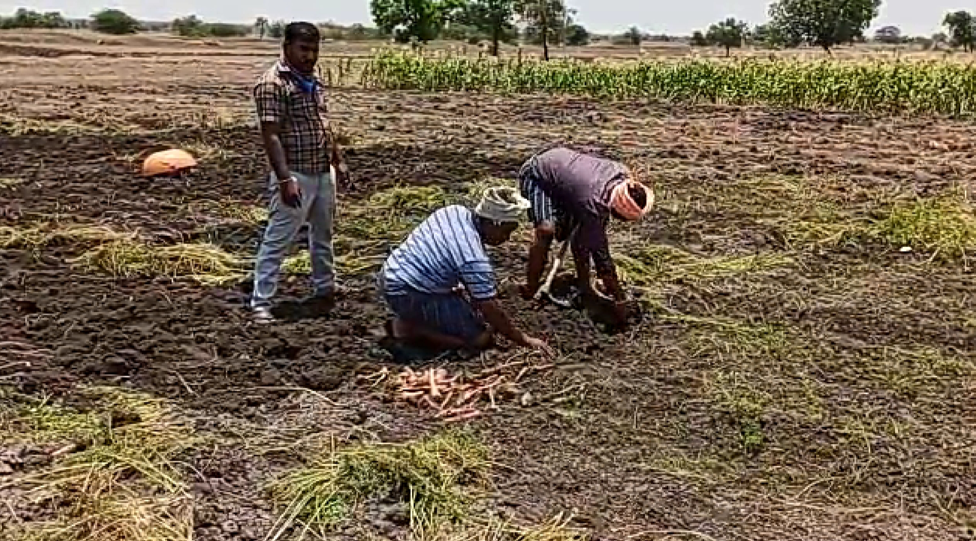 Spoiled carrot crop in Gadag