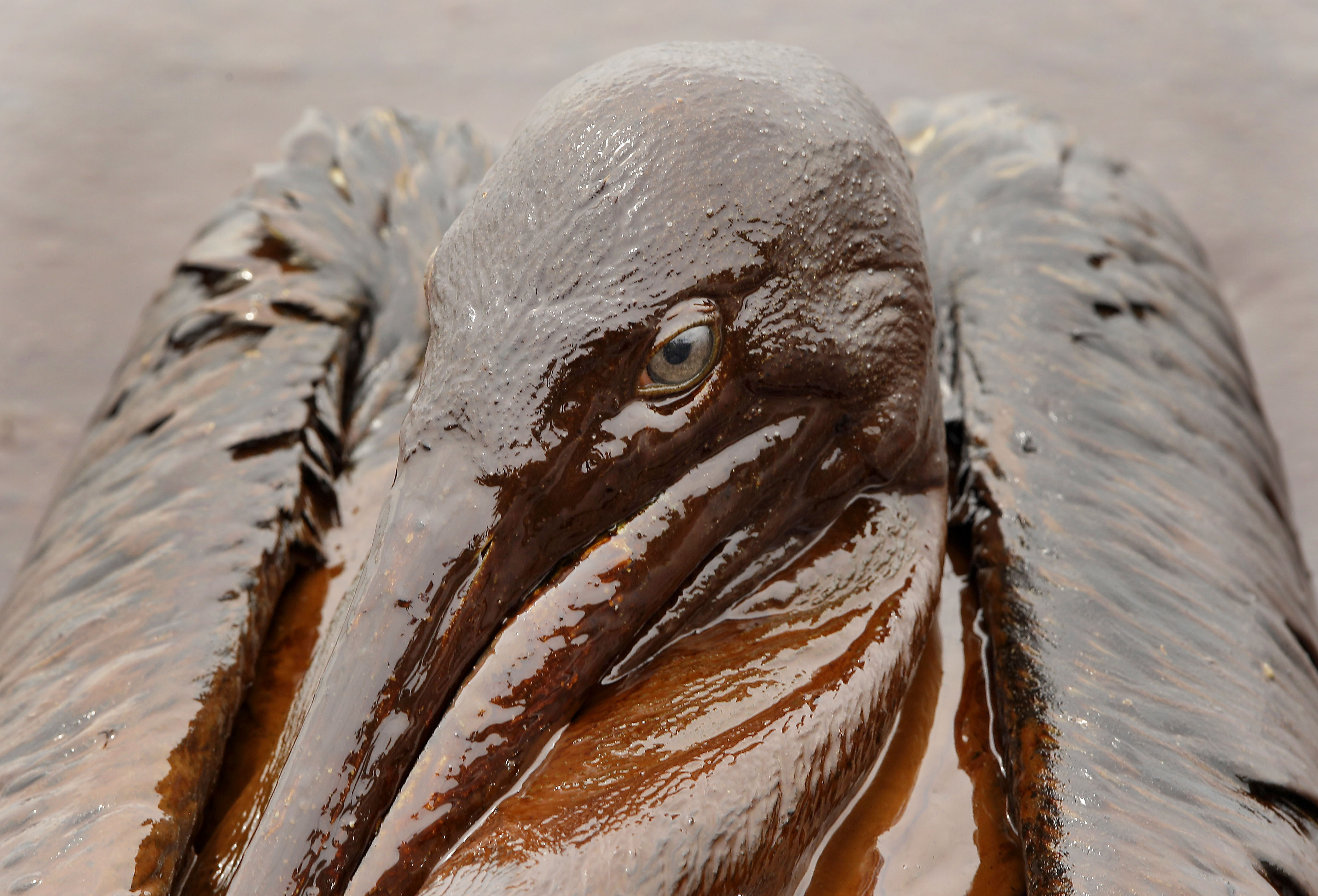 In this June 3, 2010 file photo, a Brown Pelican is mired in oil from the Deepwater Horizon oil spill, on the beach at East Grand Terre Island along the Louisiana coast.