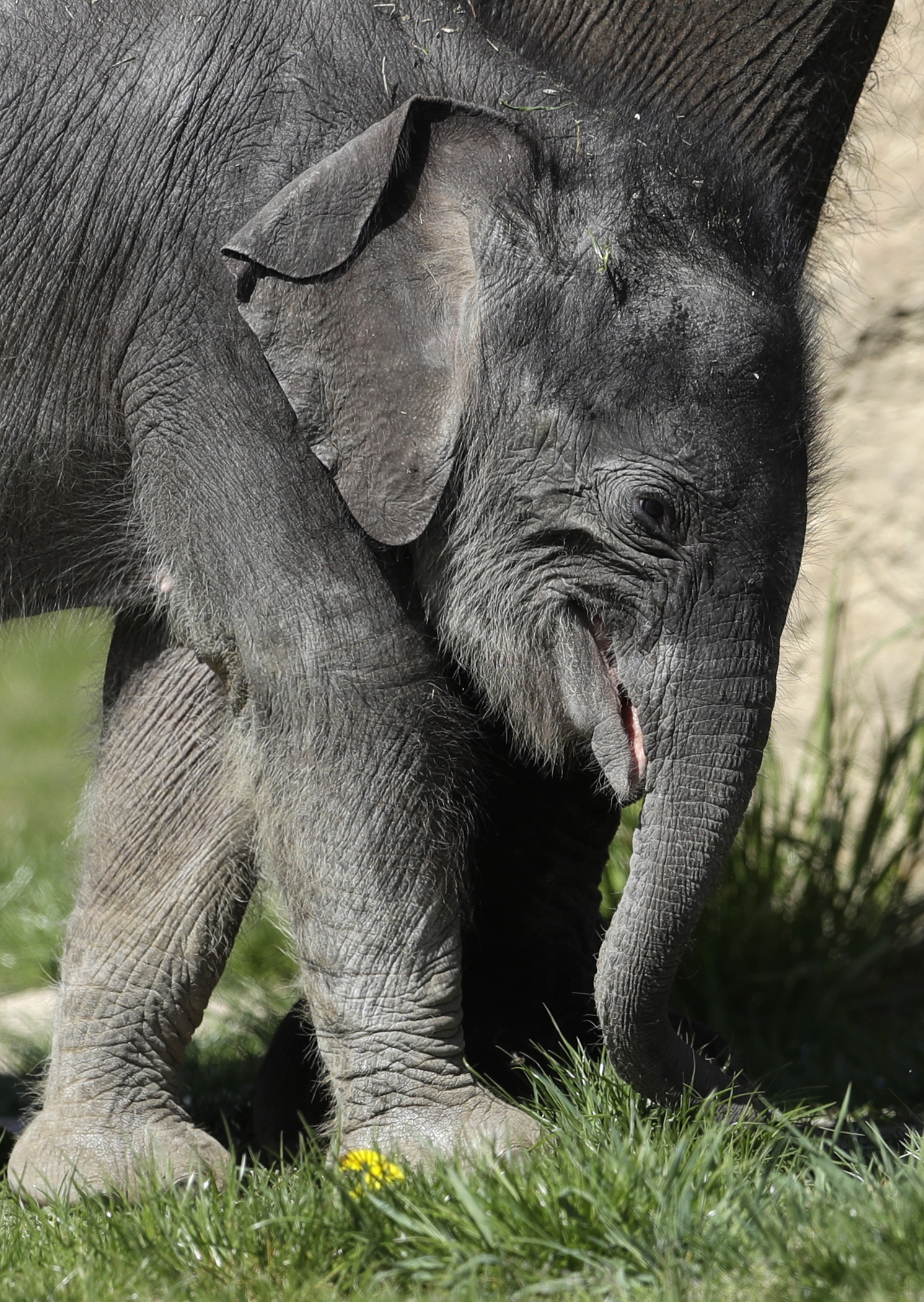 A new born baby Asian elephant walks in its enclosure at the Prague Zoo, Czech Republic, on Tuesday.