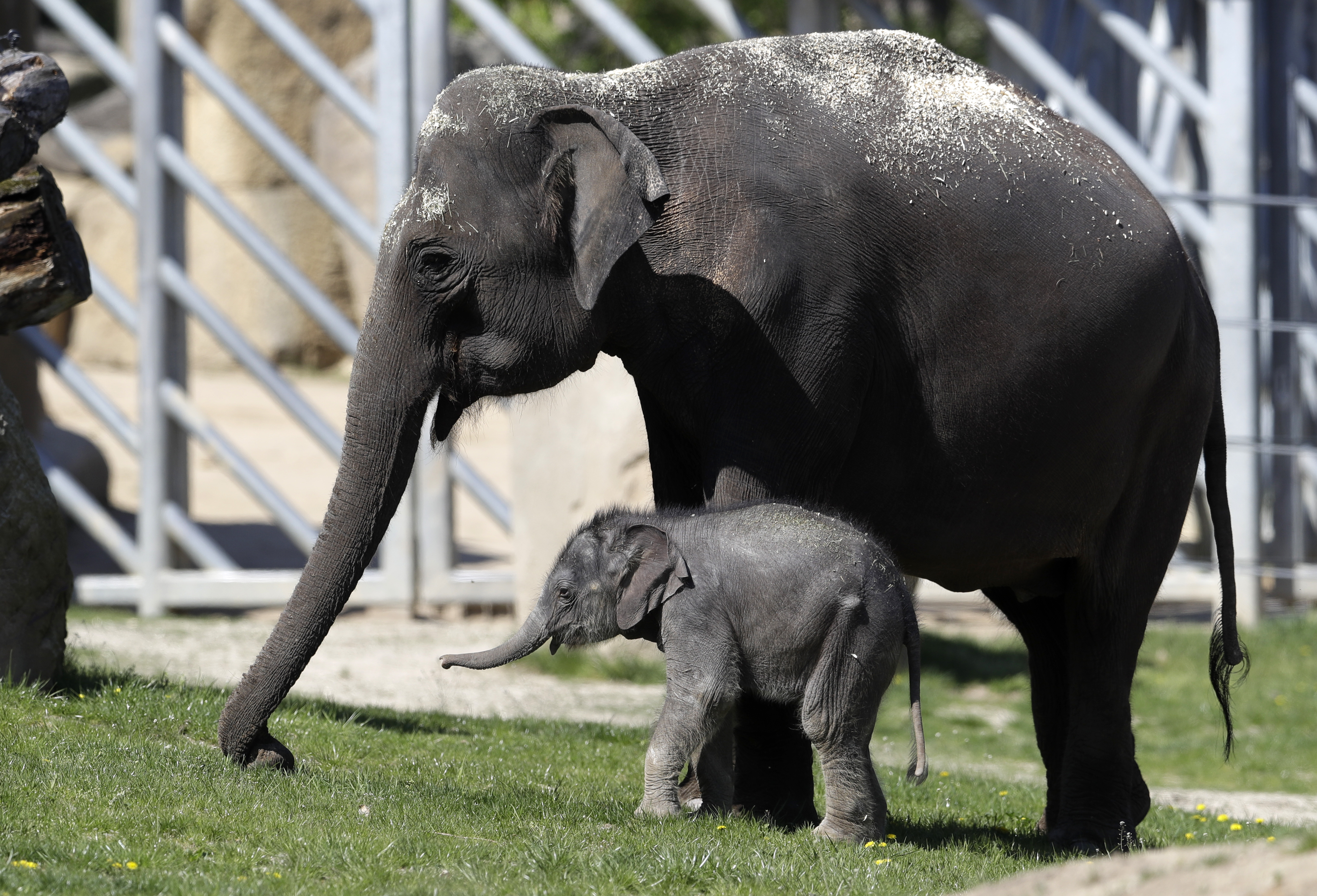 A new born baby Asian elephant walks in its enclosure at the Prague Zoo, Czech Republic, on Tuesday.