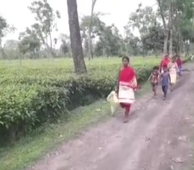 Bihar Tea Estate