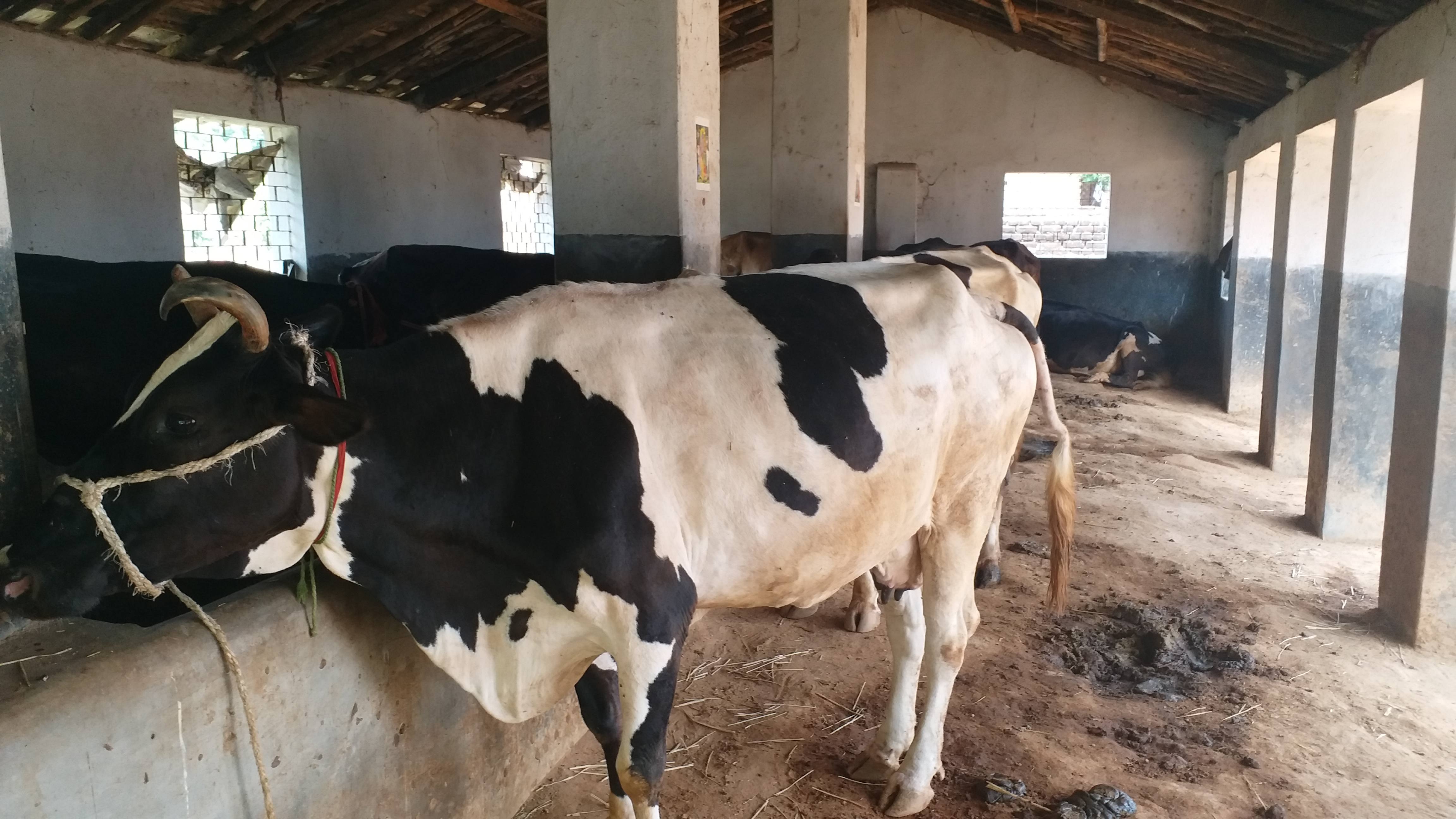 Milk businessman was affected by the lockdown in jamtara