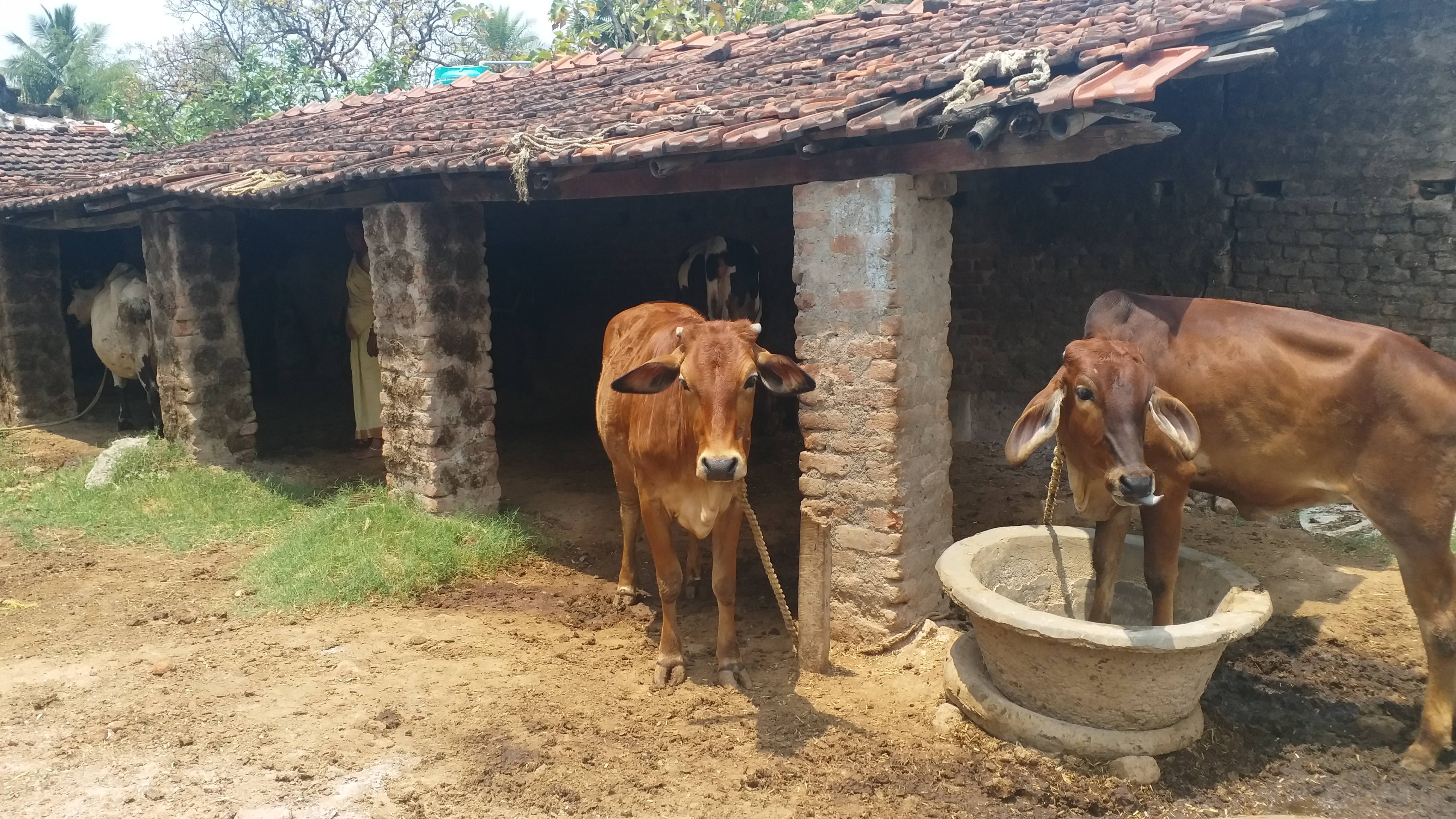 Milk businessman was affected by the lockdown in jamtara