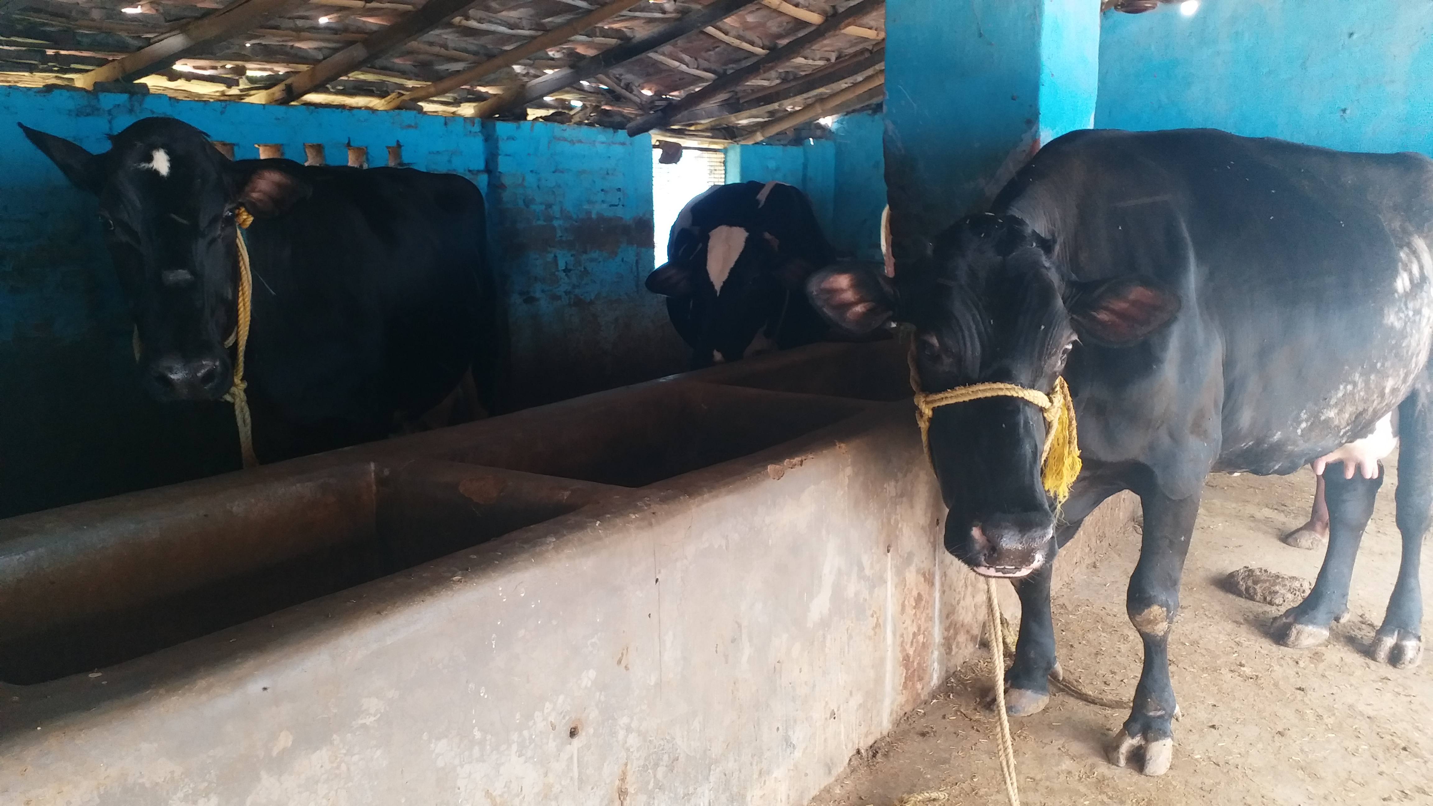 Milk businessman was affected by the lockdown in jamtara