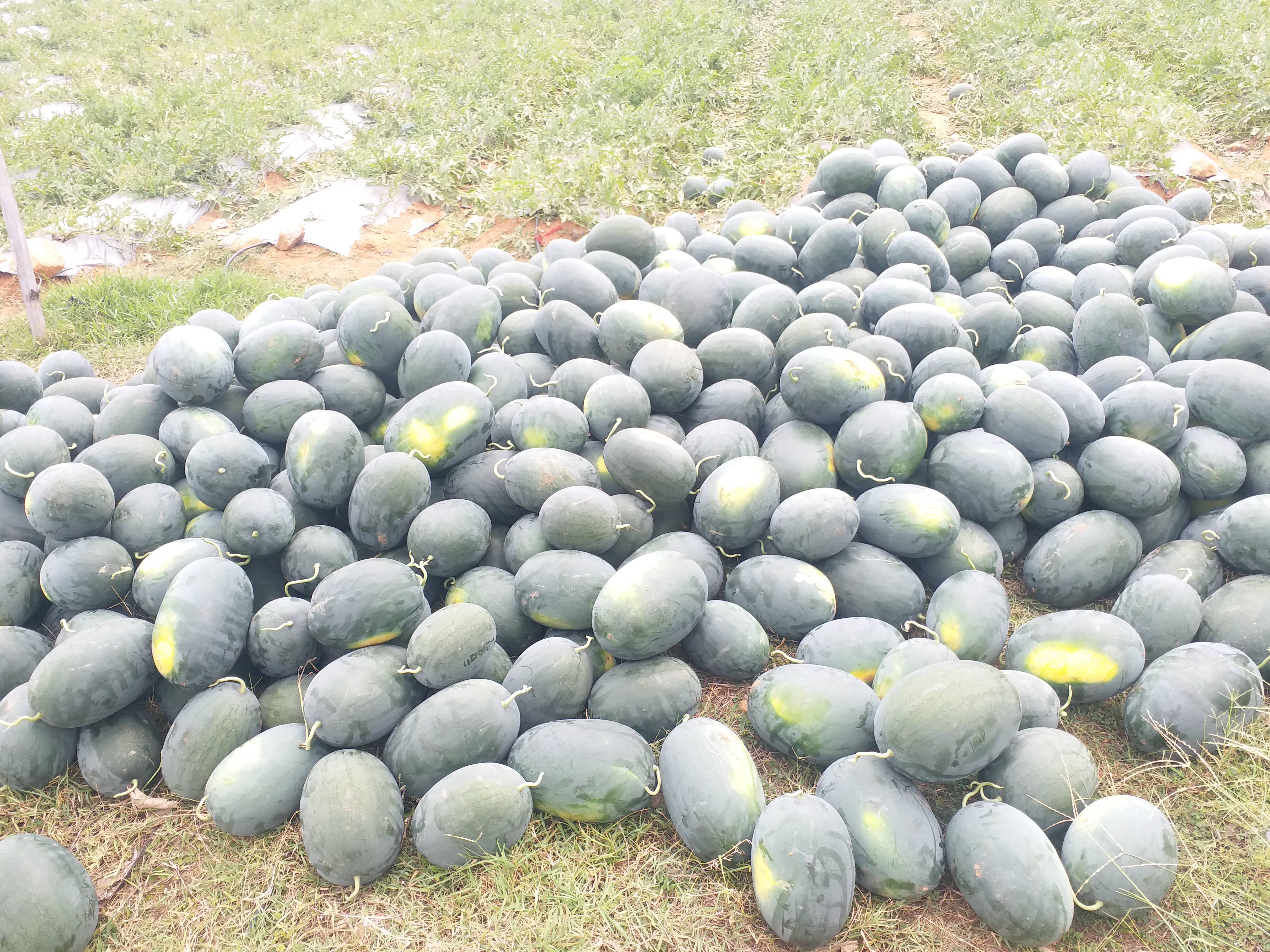 Online watermelon sold for the first time in Hazaribag