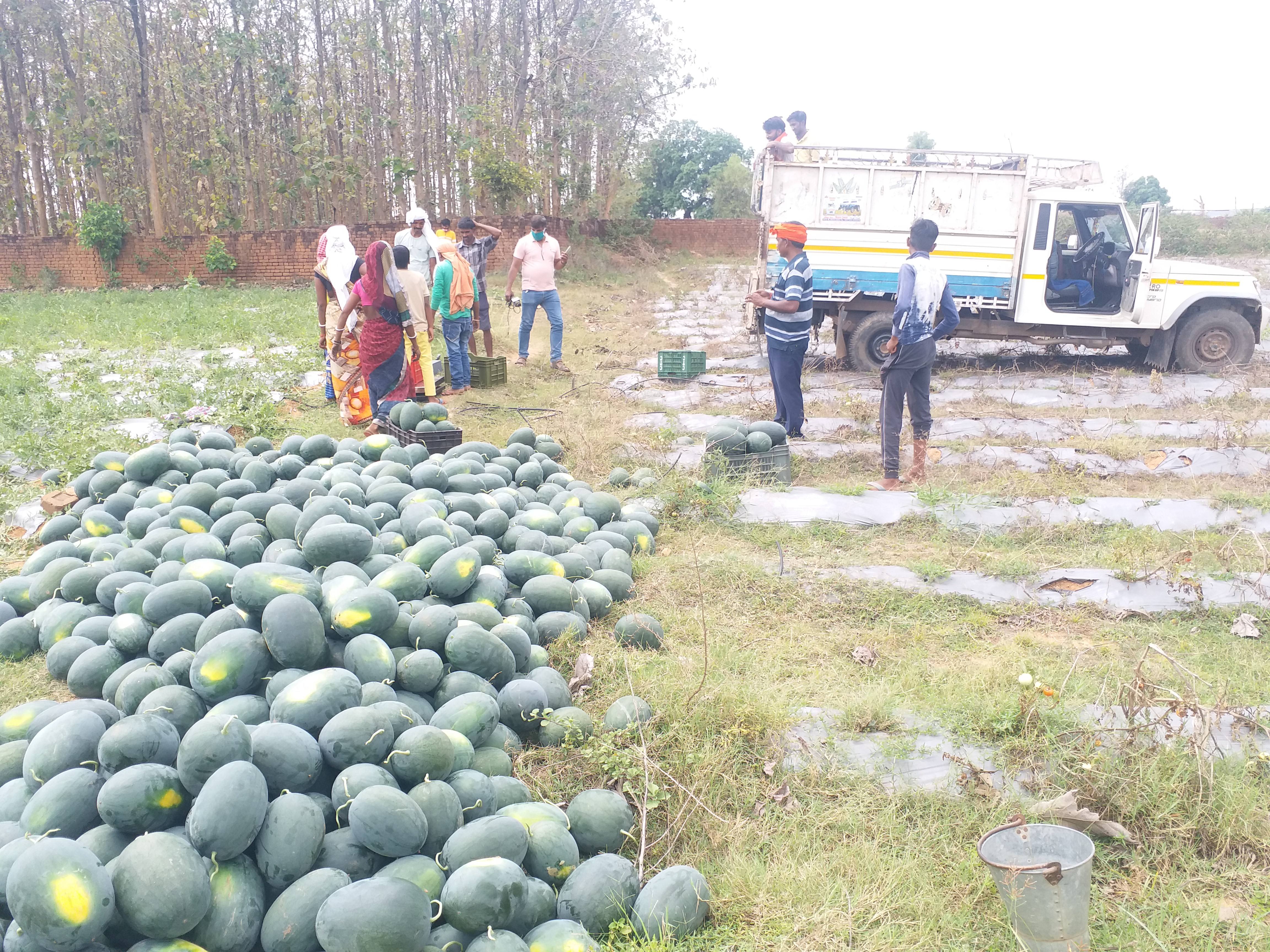 Online watermelon sold for the first time in Hazaribag