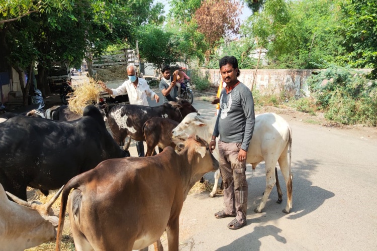 Ballary DYSP fed a food for cow