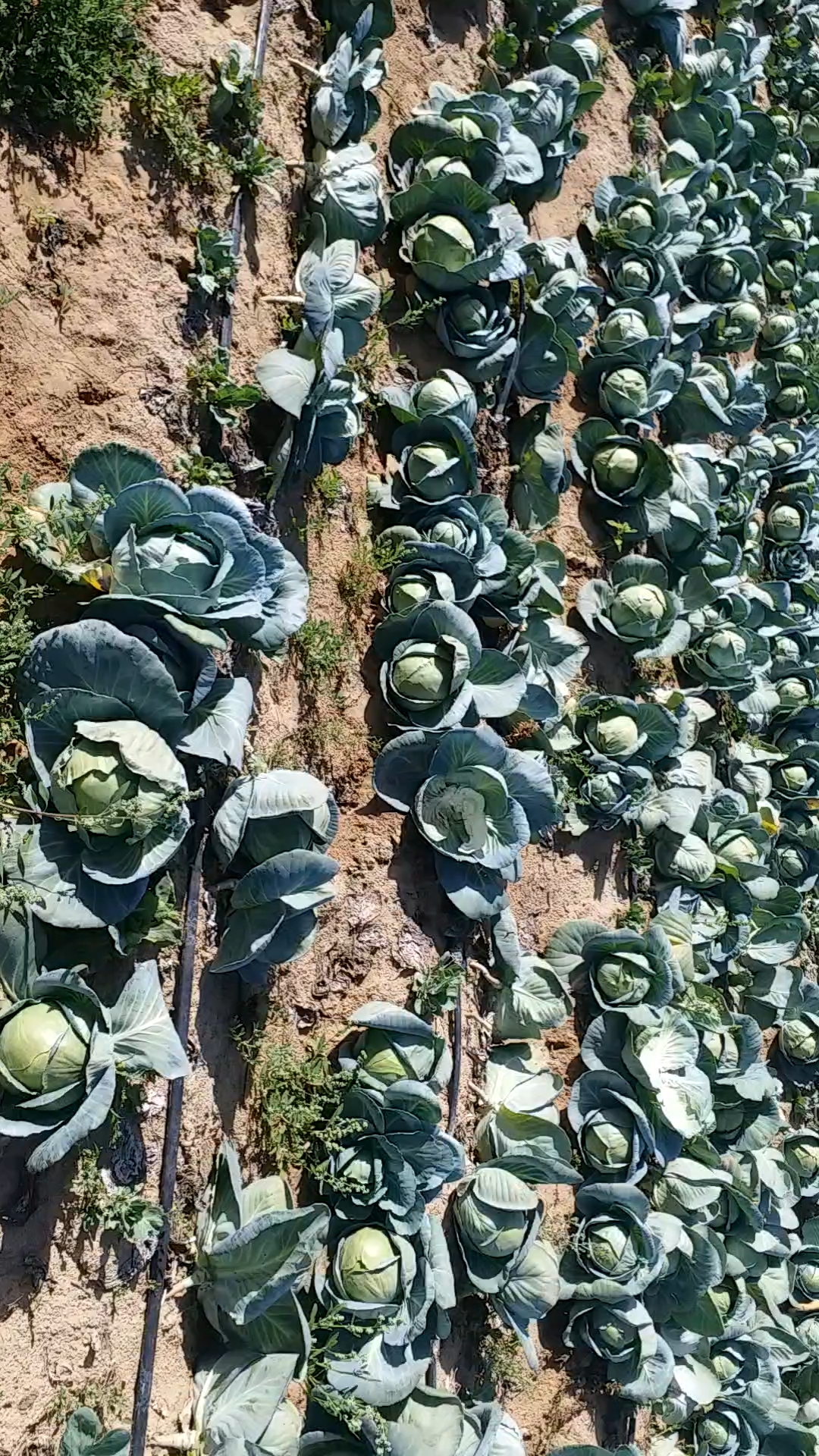 राजस्थान किसान कृषि विभाग, Rajasthan Agriculture Department