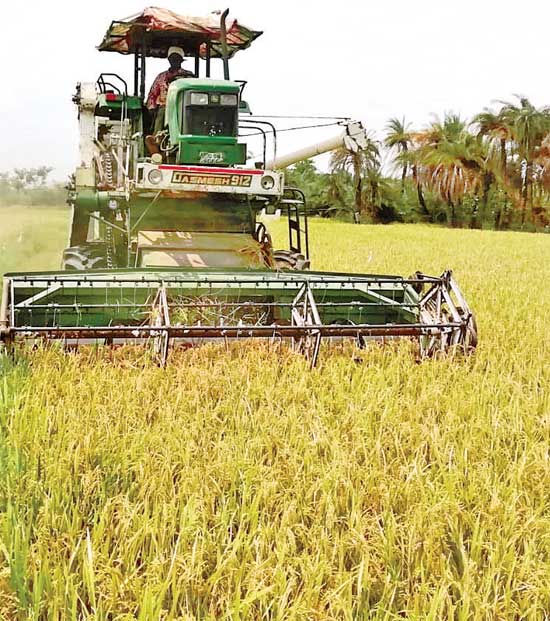 Increased food grain yields in telangana