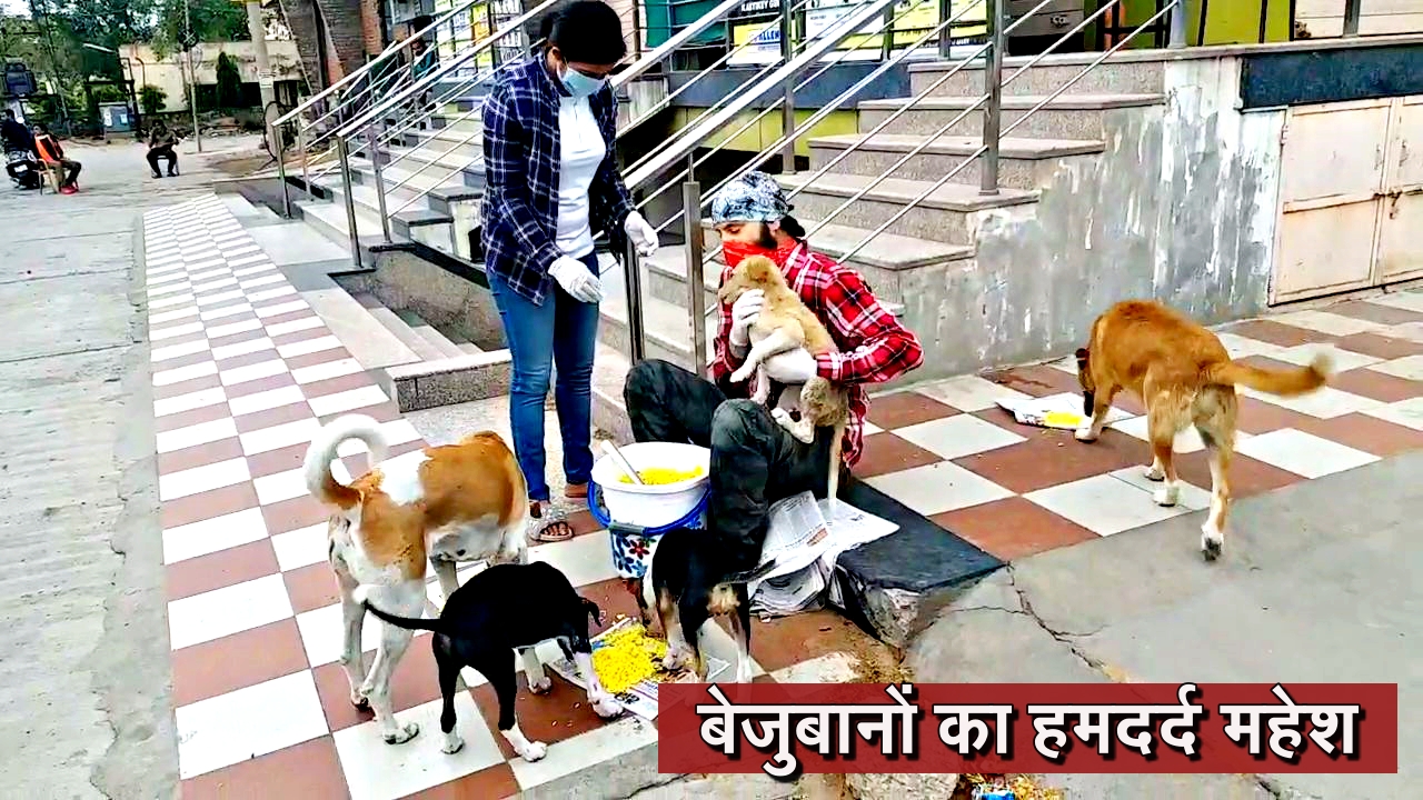 बेजुबान जानवरों को खिला रहे खाना,  Feeding animals