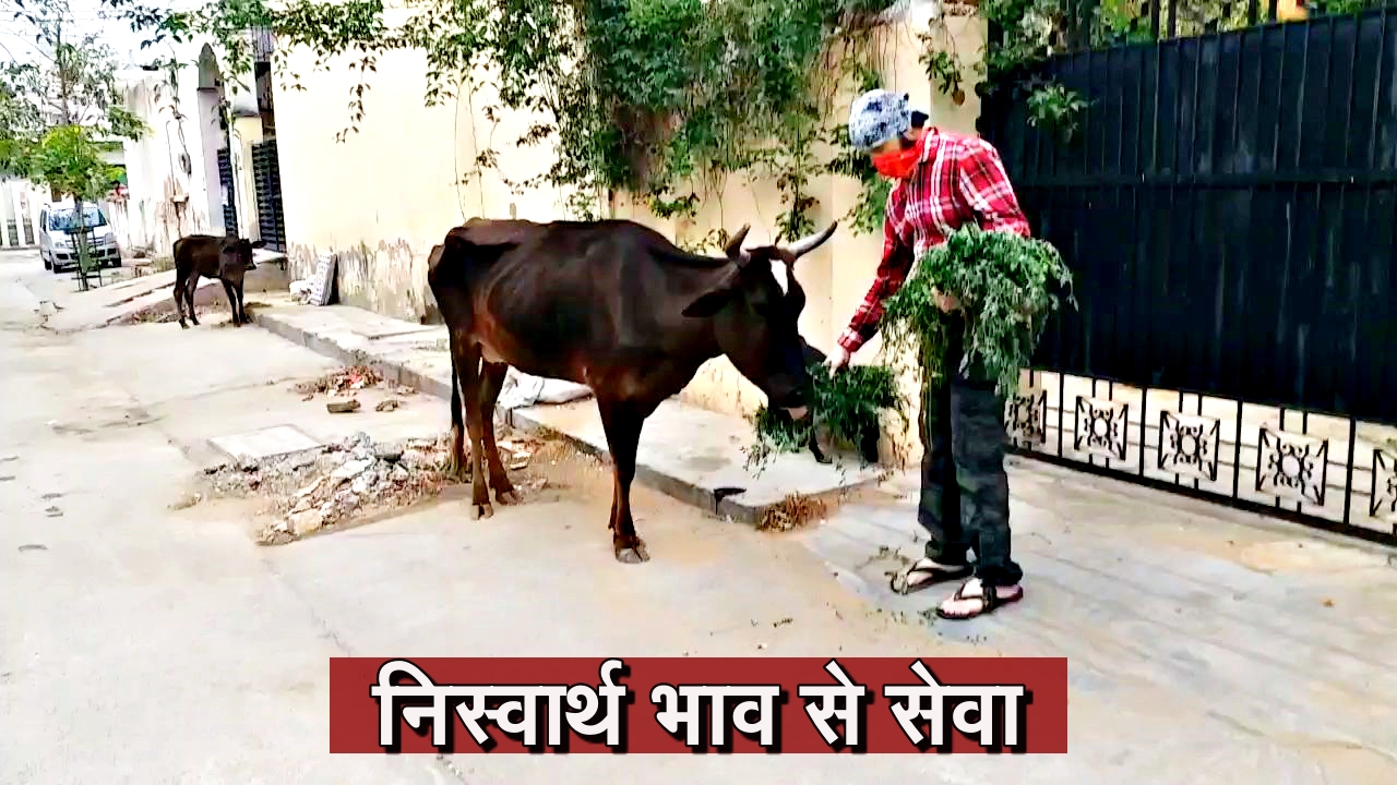 बेजुबान जानवरों को खिला रहे खाना,  Feeding animals बेजुबान जानवरों को खिला रहे खाना,  Feeding animals