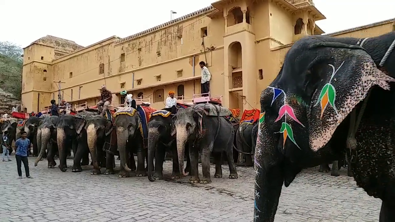 rajasthan elephant news, राजस्थान के हाथियों की खबर