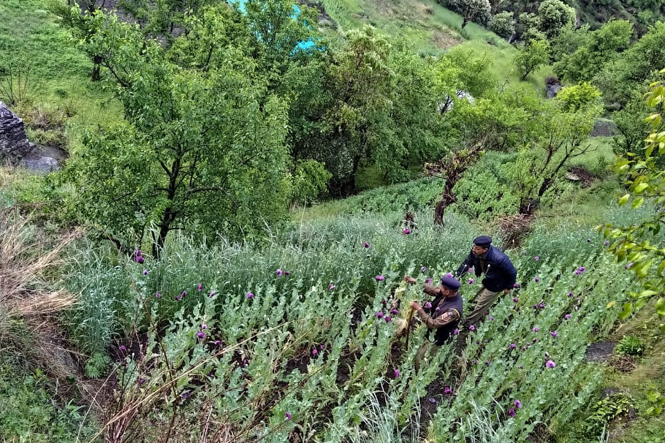 police destroyed 6,548 poppy plants