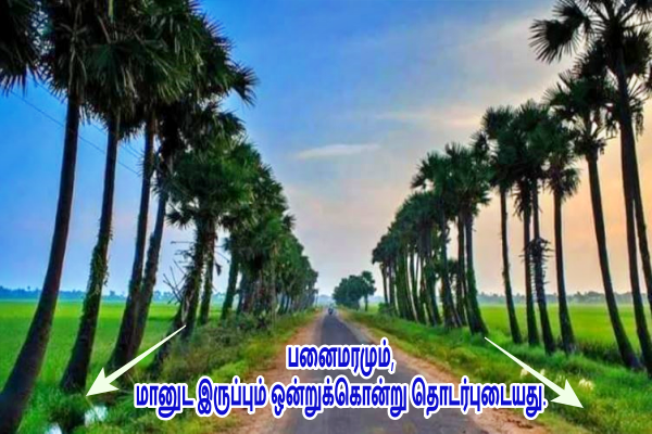 பனைமரங்கள்